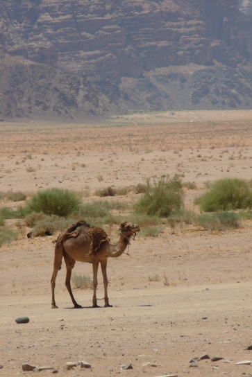 Yep, another camel