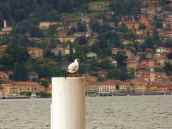 Lake Como - a seagull hoping for lunch scraps