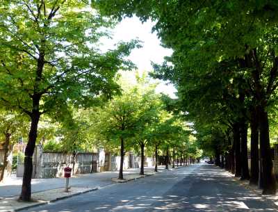 Tree-lined street and home of Monday market