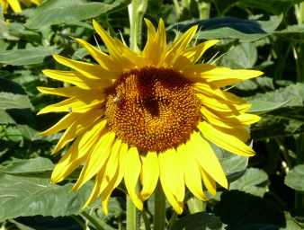 Sunflower bee