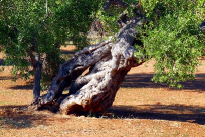 An old olive tree at the entrance of our masseria